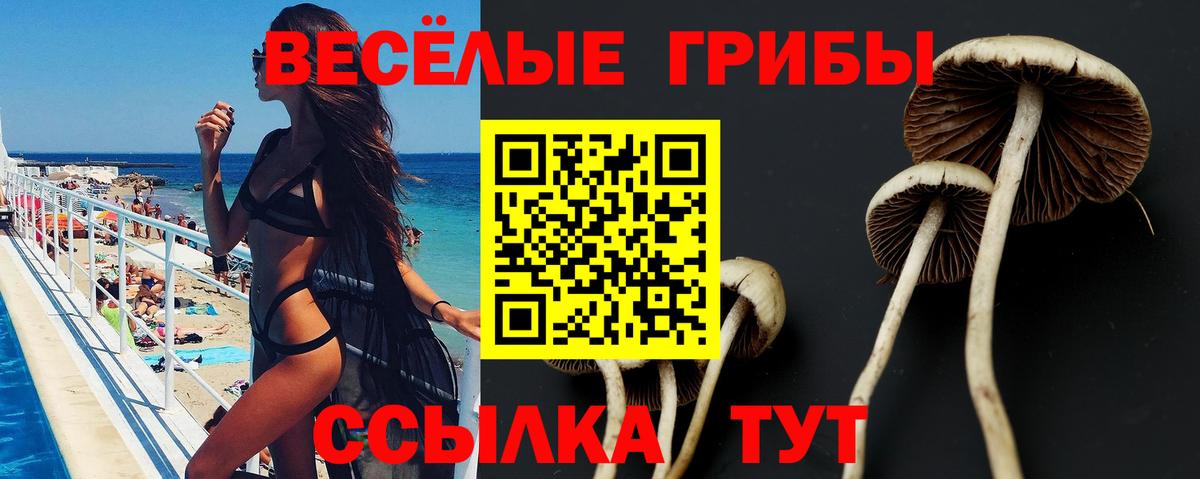 Псилоцибиновые грибы Psilocybine cubensis  Вход с VPN  Камень-на-Оби 